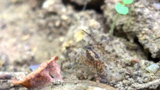 Trochosa terricola Ground Wolf Spider [upl. by Ytinav240]