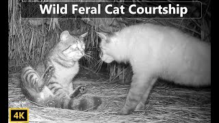 Wild Feral Cat Mating Courtship Documentary [upl. by Omissam]