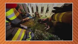 St Johns County firefighters save cat from Ponte Vedra Beach house fire [upl. by Moran]