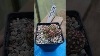 Echinocereus viridiflorus Alpine Brewster🌱 fromseed gardening garden plant cactus echinocereus [upl. by Macomber]