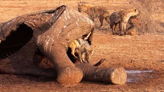 Hyenas Eating Elephant with a Jackal [upl. by Tresa]