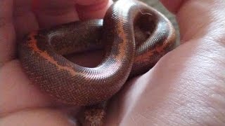 why kenyan sand boas are the BEST pets EVER reptiles snek snake pets [upl. by Joelly53]