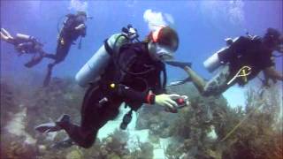 Belize Diving Half MoonWall Lighthouse Reef [upl. by Malinde666]