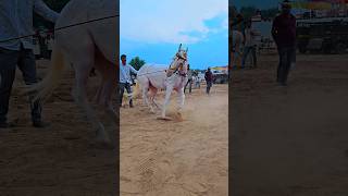 trending gane par dance karty hai kajal shorts horse animal [upl. by Ardnasyl]