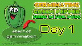 Germinating Green Pepper Seeds In Soil Pods  DAY 1 [upl. by Eide]