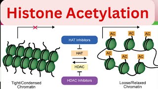 Part4 Histone Acetylation Regulation of gene expression in Eukaryotes Molecular biology [upl. by Naujyt]