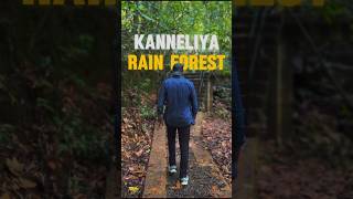 Kanneliya Rain Forest travel srilankatravel foryou nature srilanka naturelovers vlog beauty [upl. by Assenov]