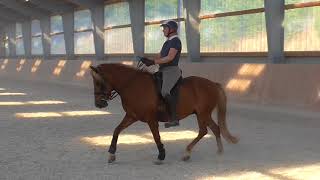 Isländer Dressur Training Kandare [upl. by Clite978]