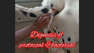 treatment of protozoal ampbacterial in cow treatment of trypanosoma treatment of Anaplasmosi [upl. by Beverly]