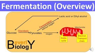 Fermentation Overview updated [upl. by Eenafets]