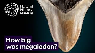 How big was megalodon and how do we know  Surprising Science [upl. by Locke]