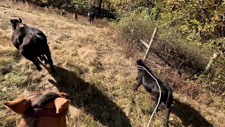 Pasture Roping amp Doctoring Calf 14 On Bucking Horse [upl. by Eltsyrk171]