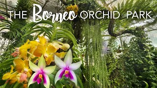 ORCHID TOUR with Care Tips amp CREATIVE DESIGN TIPS [upl. by Georg574]