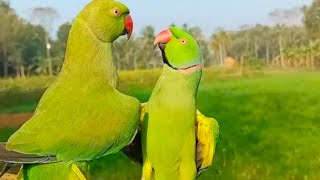 Parrot Speak Mitthu Mitthu [upl. by Eileen]