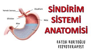 Sindirim Sistemi  ANATOMİ SİSTEMLER KONU ANLATIMI 16 [upl. by Htebsle]