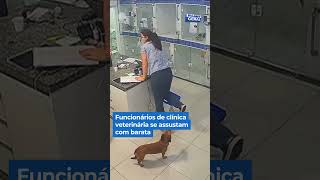 Funcionários de clínica veterinária se assustam com barata shorts balançogeral [upl. by Kcirredal]