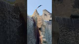 Cliff Diving  Canada’s Wonderland  Jumping Off The Cliff  Waterfall  Canada [upl. by Patten]