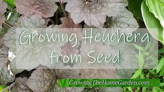 How to Grow Heuchera from Seeds Coral Bells An EASY Perennial to Grow [upl. by Capp]