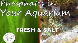 Phosphates in Aquariums  Freshwater amp Saltwater [upl. by Eceinaj776]