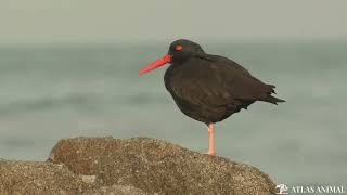 Canario Ostrero en 4K  Oystercatcher Canary 4K [upl. by Elmer]