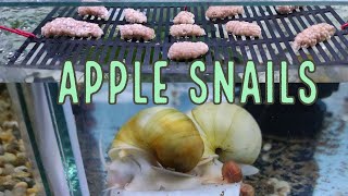 Usapang Apple Snails Breeding [upl. by Eirual]