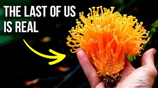 What If the Zombie Fungus From ‘The Last of Us’ Is Real [upl. by Aikenat374]