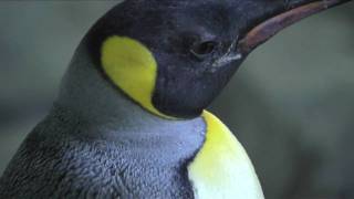 King Penguins at the Central Park Zoo [upl. by Crowell26]