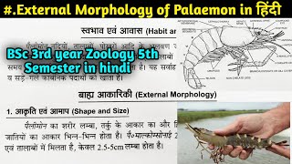 External Morphology of Palaemon in hindi  BSc 3rd year Zoology 5th Semester [upl. by Martie]