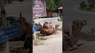 Kayaköy Turkey Camels Abandoned Village ‎TravelwithHugoF kayaköy turkey [upl. by Wilbur]