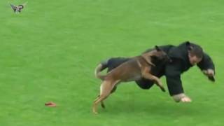 Malinois DOG ATTACK Best Attacks AMAZING [upl. by Atteynek]