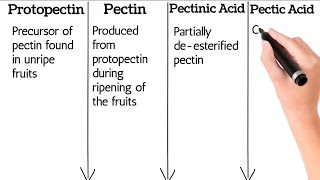 Pectic Substances and its Types difference between Protopectin pectin Pectinic Acid Pectic Acid [upl. by Burgwell]