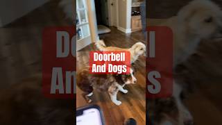 Dogs and Doorbell Sound The Mutt Master Dog Behavior Specialist Reactive Barking [upl. by Ardy377]