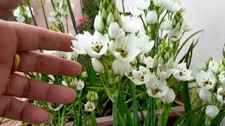 How to Grow Ornithogalum Plants from Bulbs A Complete Care Tips ChinChiRinchi [upl. by Burrow976]