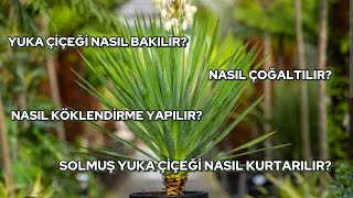 Yuka Çiçeği Bakımı Solmuş Yuka Çiçeğine Ne Yapılır ve Çoğaltma Yöntemler [upl. by Aisnetroh]