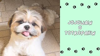 Jojowain o Totropahin 🐾 Batuta Edition 🤣 [upl. by Namaan]