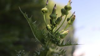 PRICKLY SOW THISTLE Sonchus asper [upl. by Lesya718]