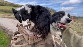 Three amazing sheepdogs herding sheep in Scotland [upl. by Lavelle]