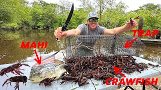 How to Trap Thousands of Crawfish using Mahi for Bait Catch amp Cook [upl. by Figueroa178]