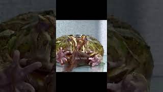 frogs love lobsters Pacman frog  African bullfrog【LIVE FEEDING】 [upl. by Crawley]