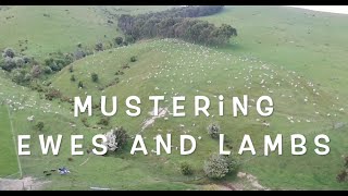 Paul moving sheep with 4 kelpies DRONE FOOTAGE [upl. by Finlay]