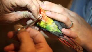 Clipping Conure toenails [upl. by Kolodgie]