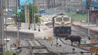 LAZY Buffalo Stops the LOCO and Escapes  Indian Railways [upl. by Neilla345]