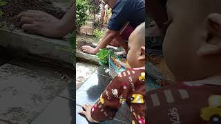 Bercocok tanam 1 shortvideo cutebaby dailyvlog cute funny [upl. by Narcho339]