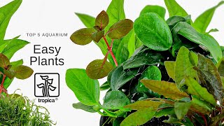 Top 5 Easy Aquarium Plants [upl. by Seana]