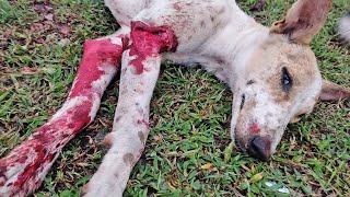 Covered in blood dog laid down to die in a field rescued [upl. by Aisena379]