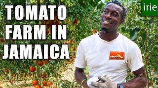 PRODUCT OF JAMAICA The most delicious Jamaican Tomatoes 🍅 [upl. by Kreitman610]