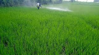 spraying insecticide to rice plants [upl. by Magnusson]