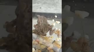 DOWN THE HATCH a cute juvenile Great Plains TOAD is eating fresh crickets [upl. by Nayra96]