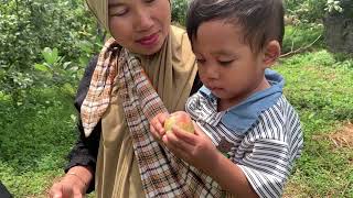 Nahyan vlog 3  Kebun Apel🍏 [upl. by Ahsyekat]