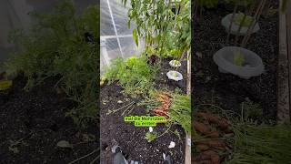 Möhren im Oktober ernten garten bio vegan info video gardening pflanzen [upl. by Lessur]